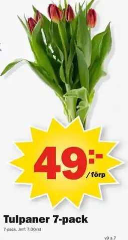 Pekås Tulpaner 7-pack erbjuda