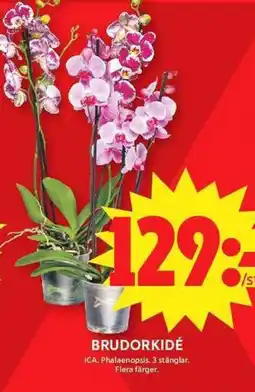 ICA Maxi Brudorkidé erbjuda