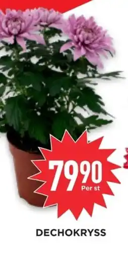 Willys Hemma Dechokryss erbjuda