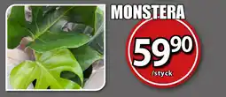 Extra Mjällby Stormarknad Monstera erbjuda