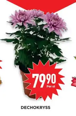 Willys DECHOKRYSS erbjuda