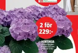 Bauhaus HORTENSIA erbjuda