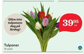 Hemköp Tulpaner erbjuda