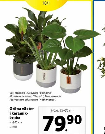 Lidl Gröna växter i keramikkruka erbjuda