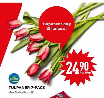 Willys Tulpaner 7-pack erbjuda