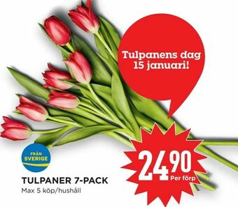 Willys Hemma TULPANER 7-PACK erbjuda
