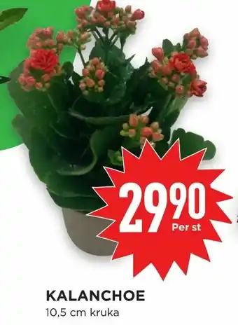 Willys Hemma Kalanchoe erbjuda