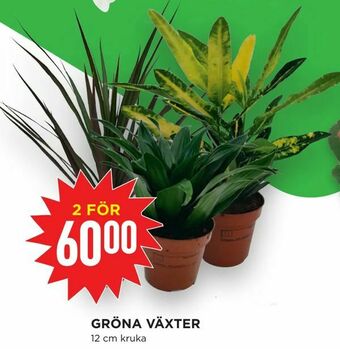 Willys Hemma Gröna växter erbjuda