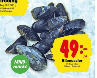 City Gross Blåmusslor erbjuda