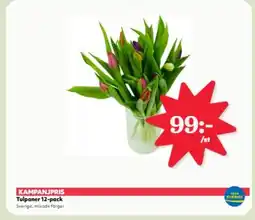 Hemköp Tulpaner 12-pack erbjuda