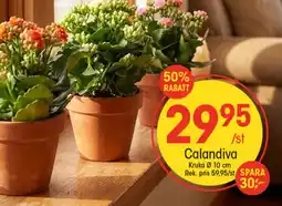 EKO Calandiva erbjuda