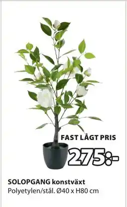 JYSK SOLOPGANG konstväxt erbjuda