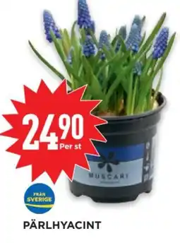 Willys Pärlhyacint erbjuda