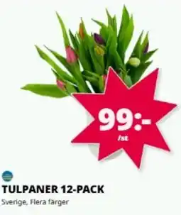 Tempo Tulpaner 12-pack erbjuda