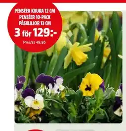 Bauhaus PENSÉER KRUKA 12 CM PENSÉER 10-PACK PÅSKLILJOR 13 CM erbjuda