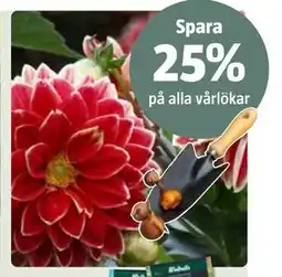 Bauhaus Spara. 25% på alla vårlökar erbjuda