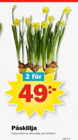 Pekås Påsklilja erbjuda