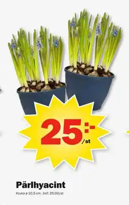 Pekås Pärlhyacint erbjuda