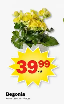 Pekås Begonia erbjuda