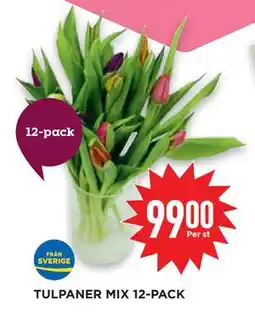 Willys Hemma TULPANER MIX 12-PACK erbjuda