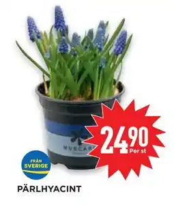 Willys Hemma PÄRLHYACINT erbjuda