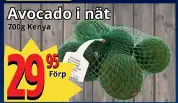 Supergrossen Avocado i nät erbjuda