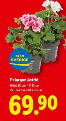 Lidl Pelargon astrid erbjuda