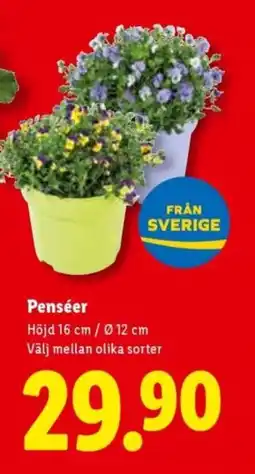 Lidl Penséer erbjuda