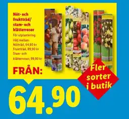 Lidl Nöt- och fruktträd/ stam- och klätterrosor erbjuda