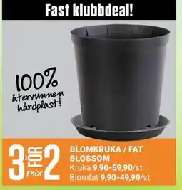 ÖoB BLOMKRUKA / FAT BLOSSOM erbjuda