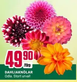 ÖoB DAHLIAKNÖLAR erbjuda