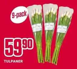 ÖoB TULPANER erbjuda