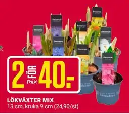 ÖoB LÖKVÄXTER MIX erbjuda