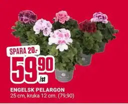 ÖoB ENGELSK PELARGON erbjuda