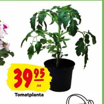 City Gross Plantor erbjuda