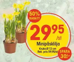 EKO Minipåsklilja erbjuda