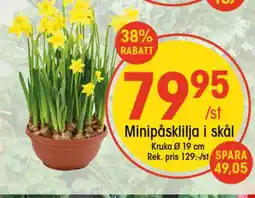 EKO Minipåsklilja i skål erbjuda