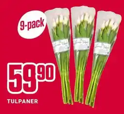 ÖoB Tulpaner erbjuda