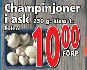 Supergrossen Champinjoner i ask erbjuda