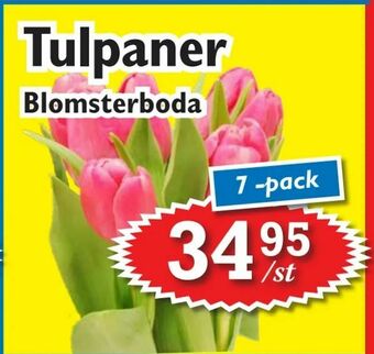 Tulpaner