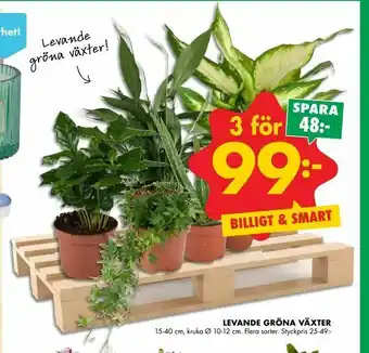 Levande gröna växter
