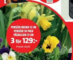 Bauhaus PENSÉER KRUKA 12 CM PENSÉER 10-PACK PÅSKLILJOR 13 CM erbjuda