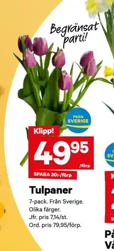 City Gross Tulpaner erbjuda