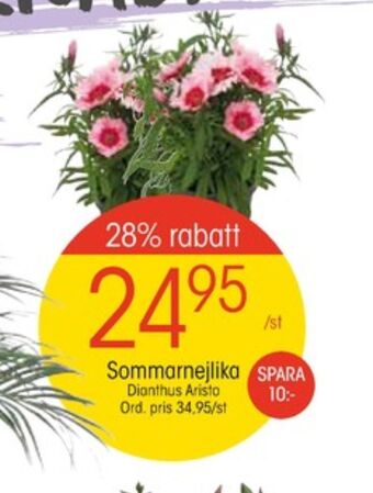 EKO Krukväxt erbjuda