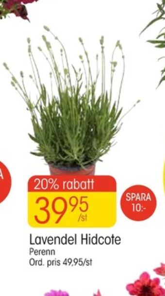 EKO Plantor erbjuda