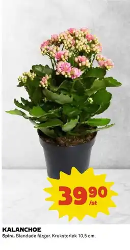 Coop Kalanchoe erbjuda