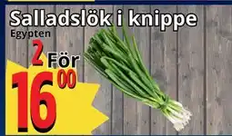 Supergrossen Salladslök i knippe erbjuda