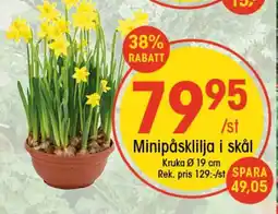 EKO Minipåsklilja i skål erbjuda