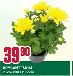 ÖoB KRYSANTEMUM erbjuda