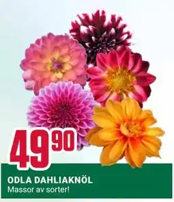 ÖoB ODLA DAHLIAKNÖL erbjuda